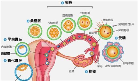 受精卵着床出血