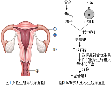 受精卵着床出血