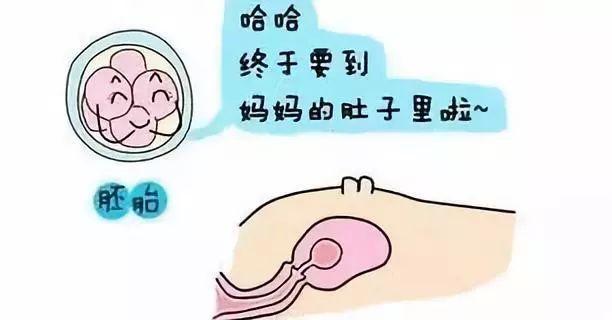 受孕推算预产期计算器