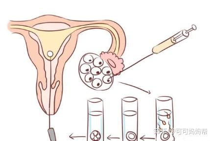 受孕推算预产期计算器