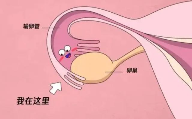 上海第三代试管婴儿