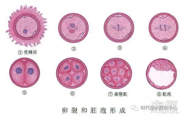 大连第三代试管婴儿