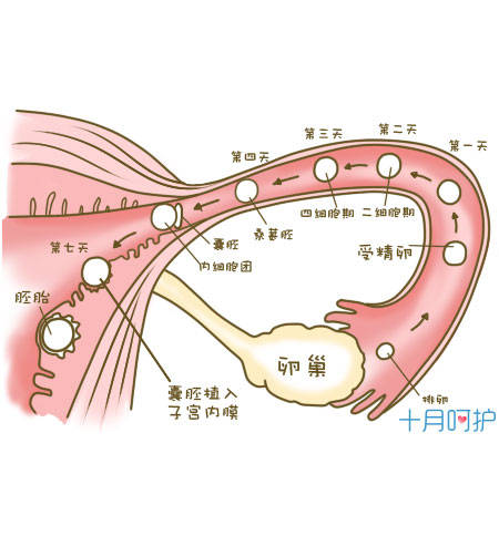 大龄备孕提高卵子吃哪种药